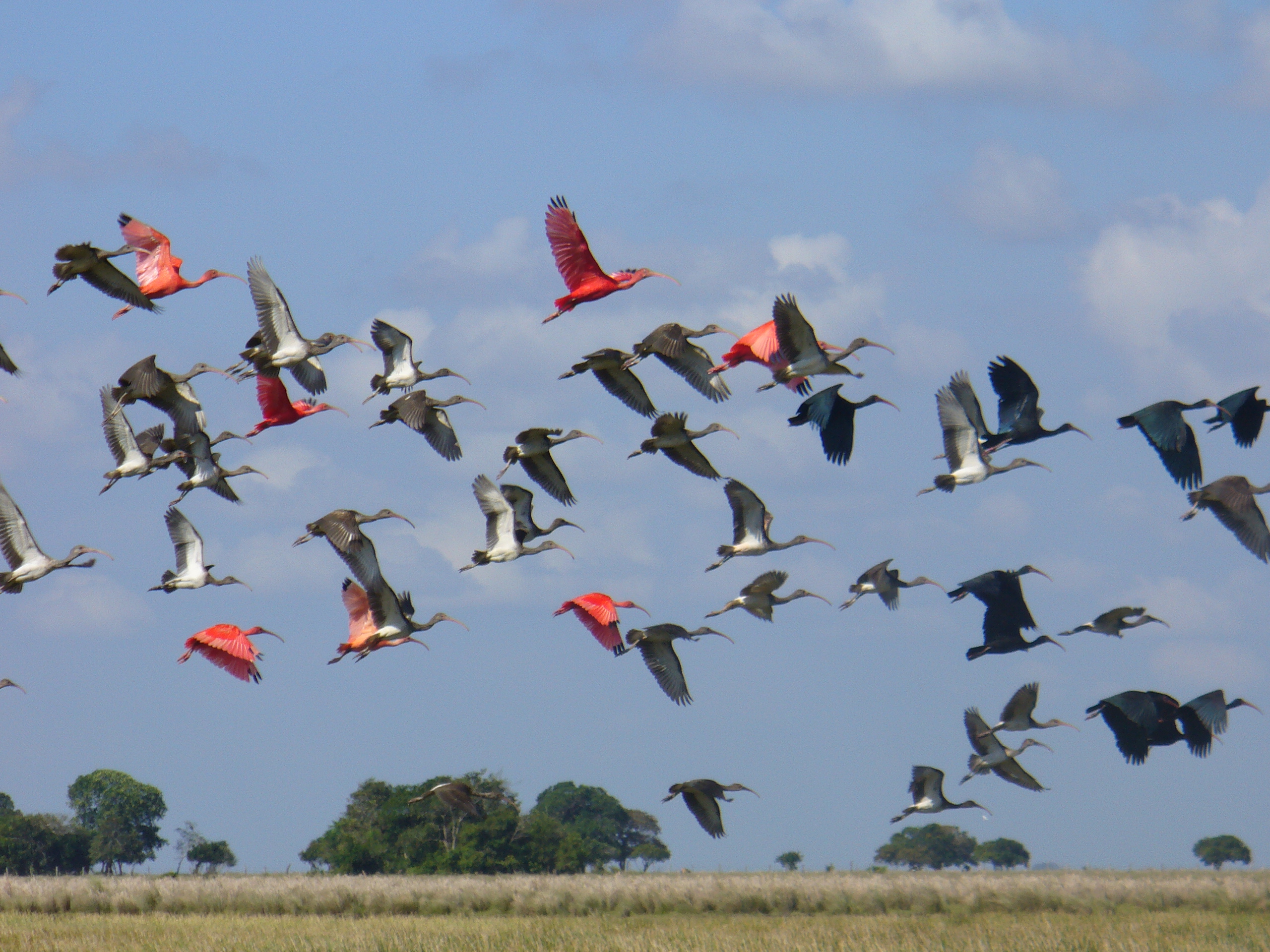 En Colombia 10 especies de aves migratorias están en peligro de extinción