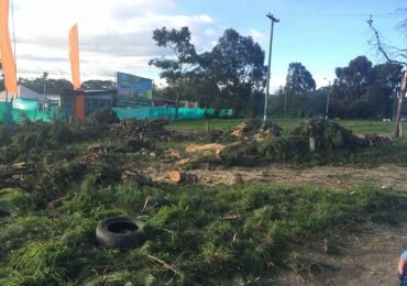 Se abrirá investigación por tala de árboles en La Conejera