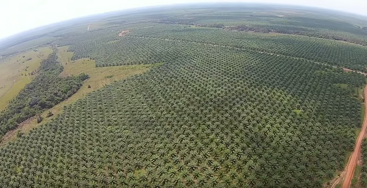 Palmera Poligrow consume 1'700.000 litros de agua diarios en cada plantación en Mapiripán