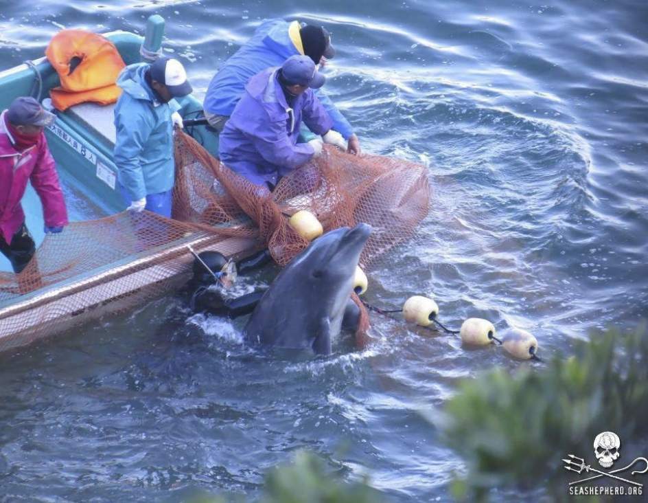 Nuevamente empieza matanza de delfines en Japón