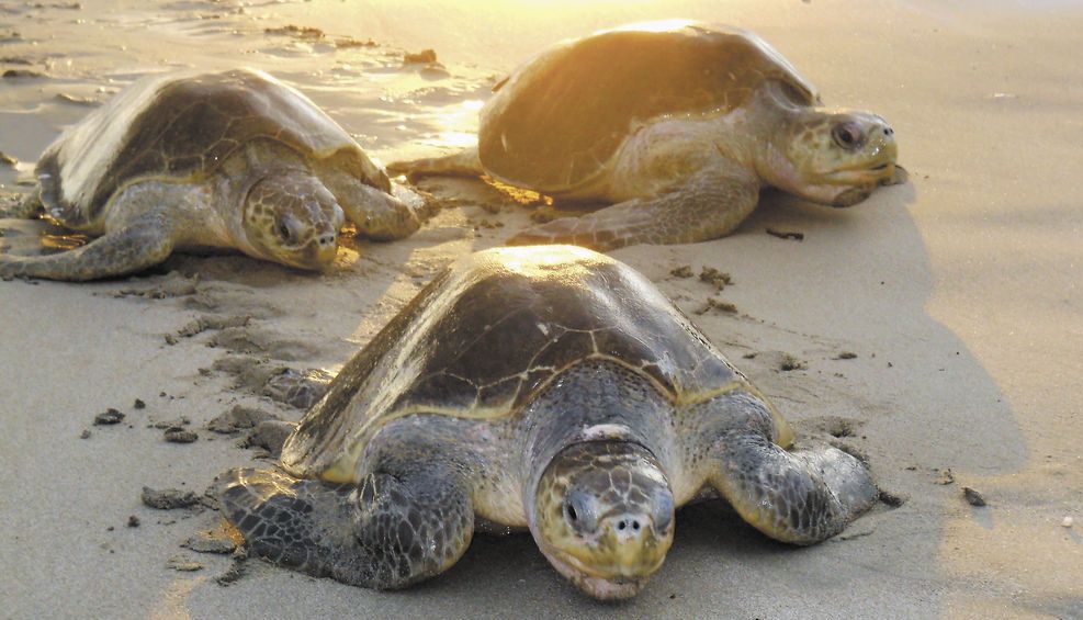 16 mil tortugas en peligro de extinción llegaron a Nicaragua a depositar sus huevos