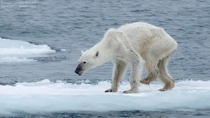 oso-polar-desnutrido-cambio-climatico-566x318 (1)
