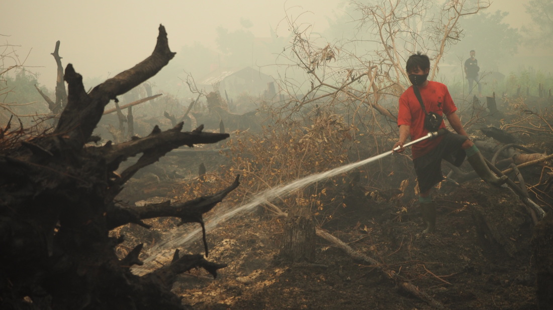 Incendios forestales tienen en peligro a más de 10 mil orangutanes en Indonesia