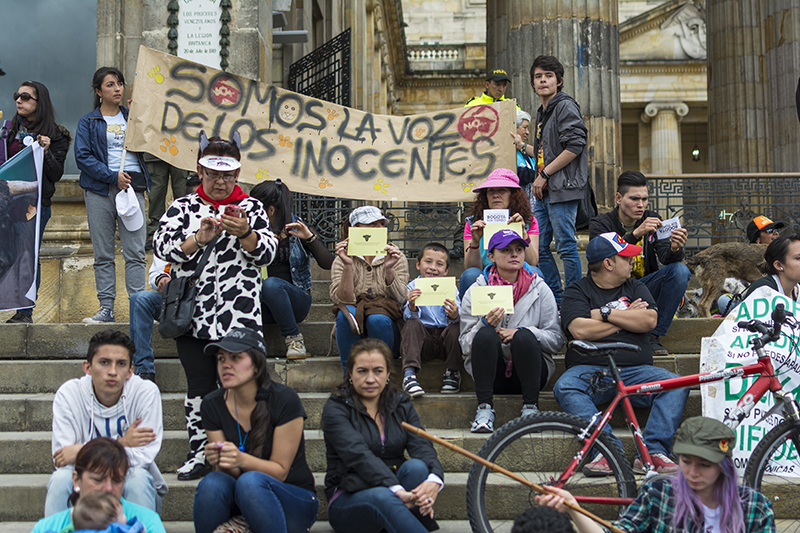 ¡Desde ahora se penalizará el maltrato animal en Colombia!