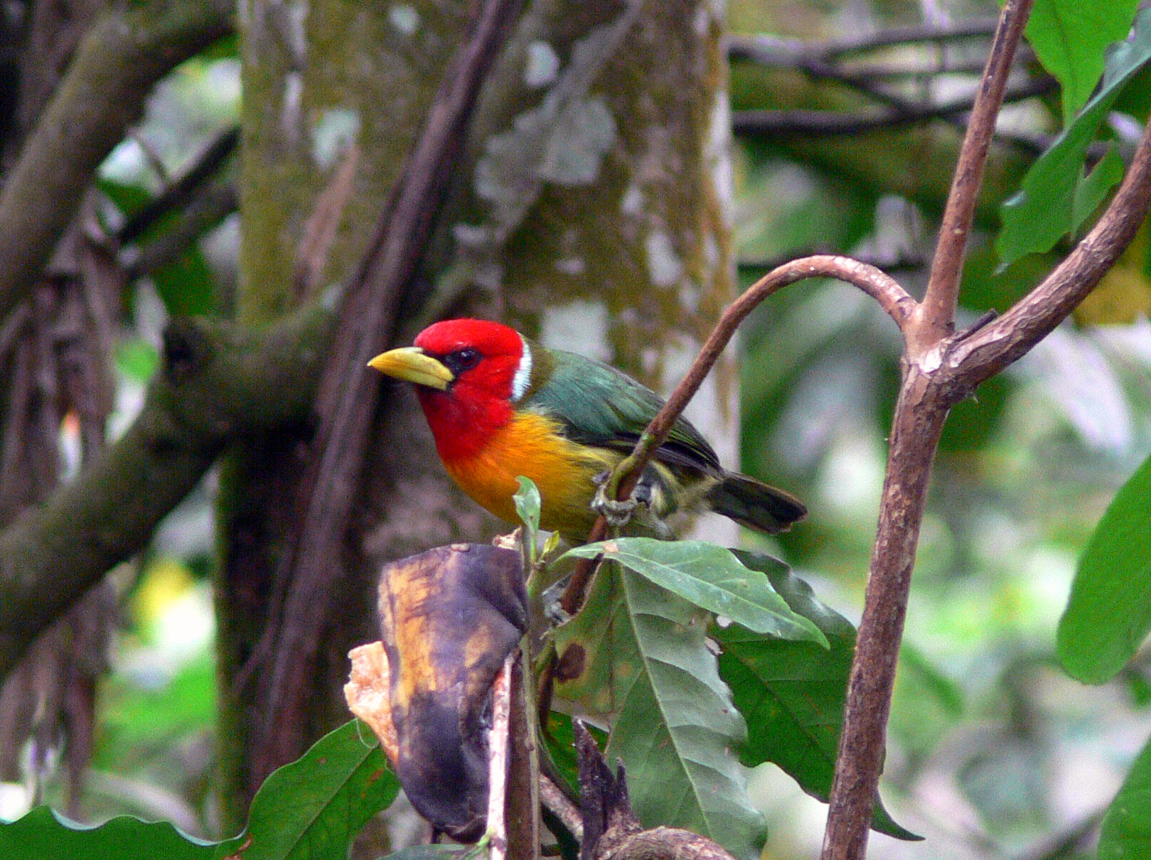 Las aves también son víctimas del cambio climático