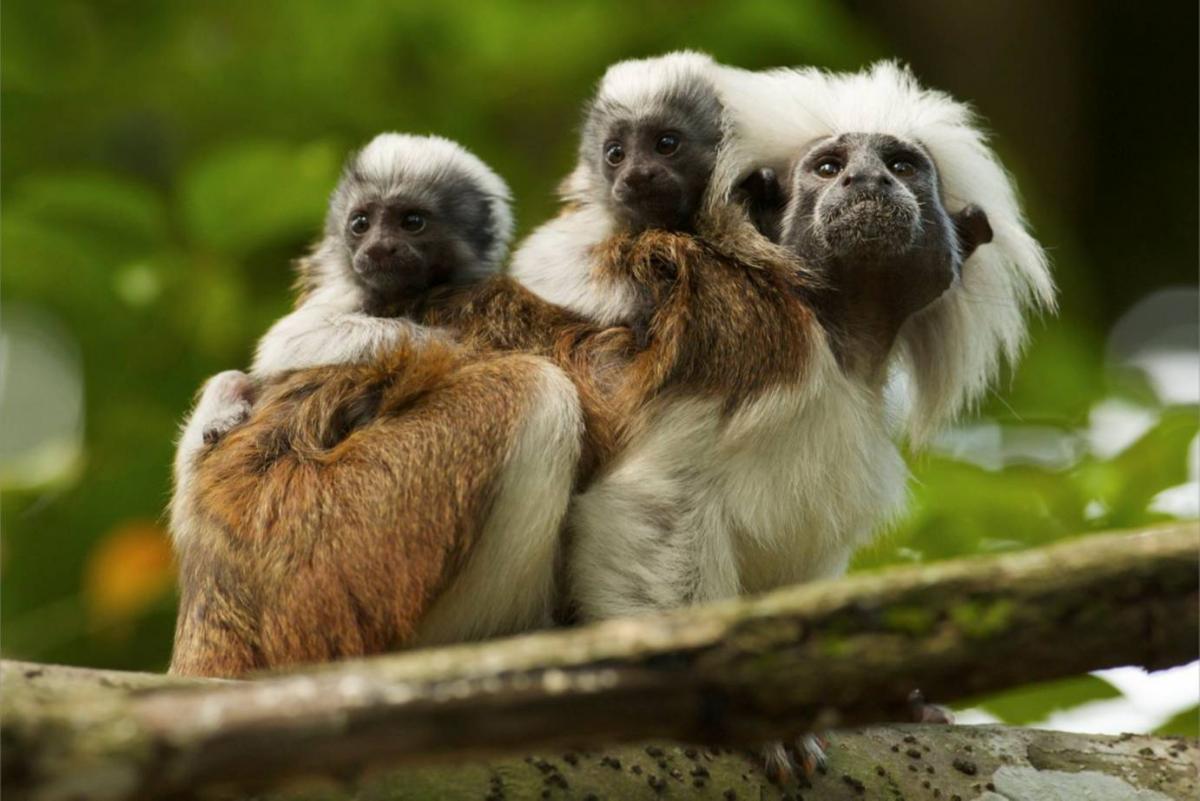 Los humanos son la mayor amenaza contra los primates