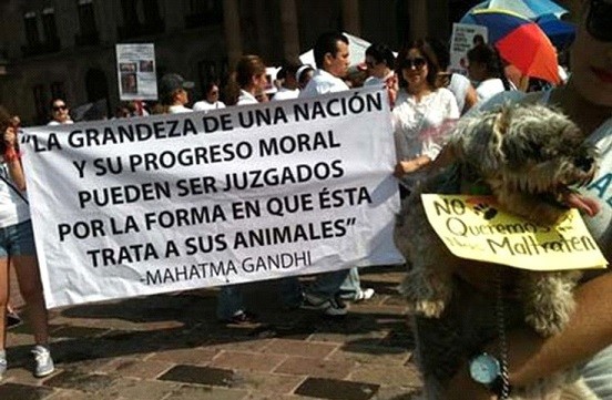 Maltrato animal al código penal