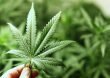 Legalización de sustancias psicoactivas podría aportar en reducción de la violencia
