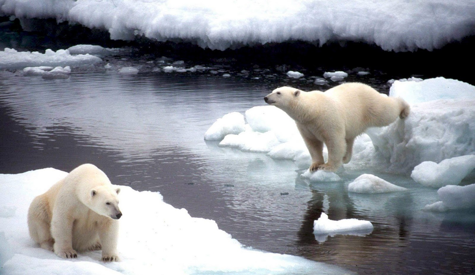 Los 8 desastres naturales que se darán si acuerdos de COP21 no son vinculantes