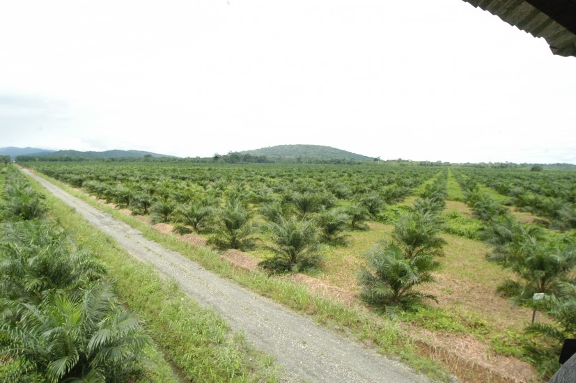 Cerca de 19 empresas son las que han acaparado más tierras en Colombia
