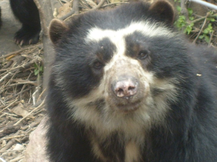 Por estas razones el mundo debe proteger la vida del oso de anteojos