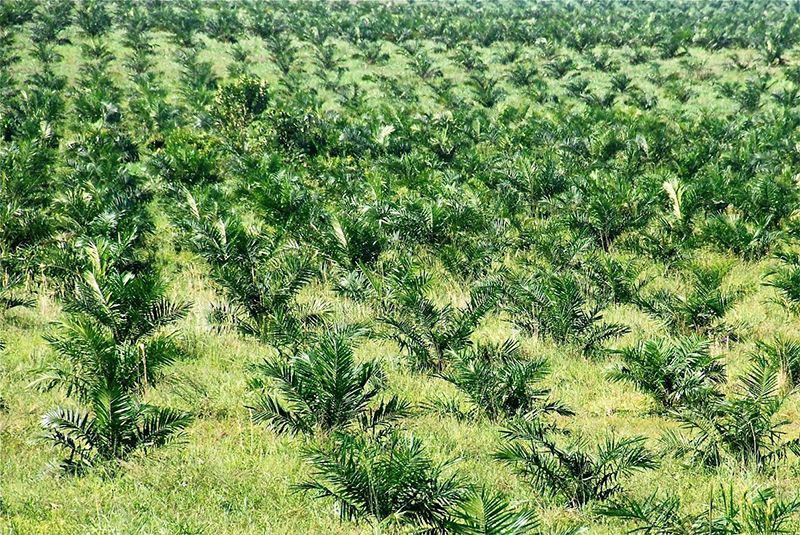 Ley  Zidres para  acaparadores de tierras afecta territorio colectivos