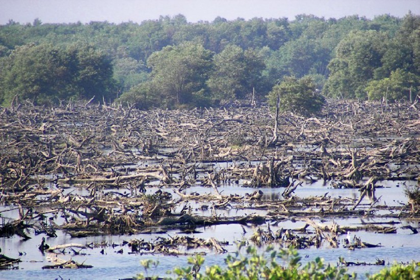 Visita de Convención Ramsar: La última oportunidad de la Ciénaga Grande de Santa Marta