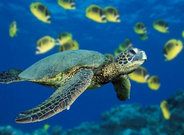 Leyes colombianas se quedan en el papel a la hora de proteger la fauna marina