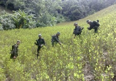Erradicaciones forzadas de coca no contribuyen a la paz