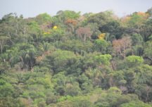 Interéses empresariales, los principales deforestadores de Colombia