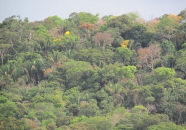 Interéses empresariales, los principales deforestadores de Colombia