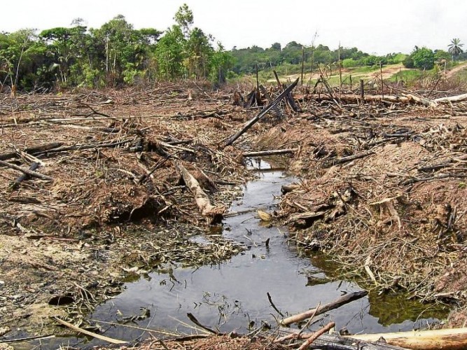 "Gobierno no se preparó para impedir altas tasas de deforestación en el posconflicto"