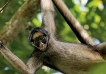 Las consecuencias de la sociedad de consumo en la biodiversidad