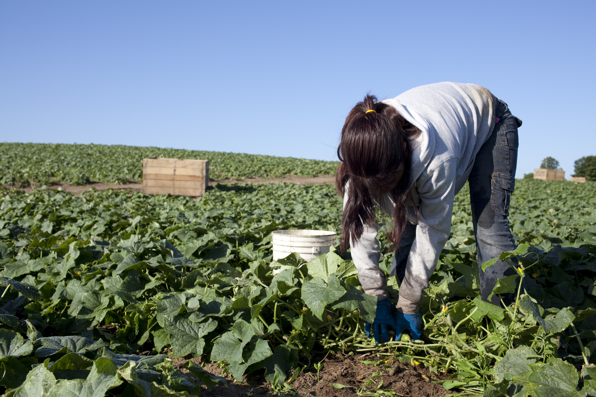 Mujeres rurales trabajan más que los hombres y ganan menos
