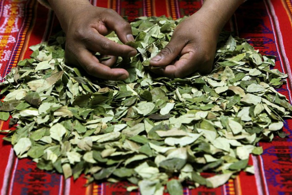 Mujeres cocaleras insisten en la sustitución de cultivos con enfoque de género