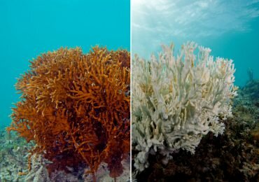 El planeta ha perdido el 50% de los arrecifes de coral