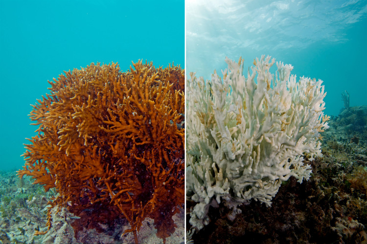 El planeta ha perdido el 50% de los arrecifes de coral