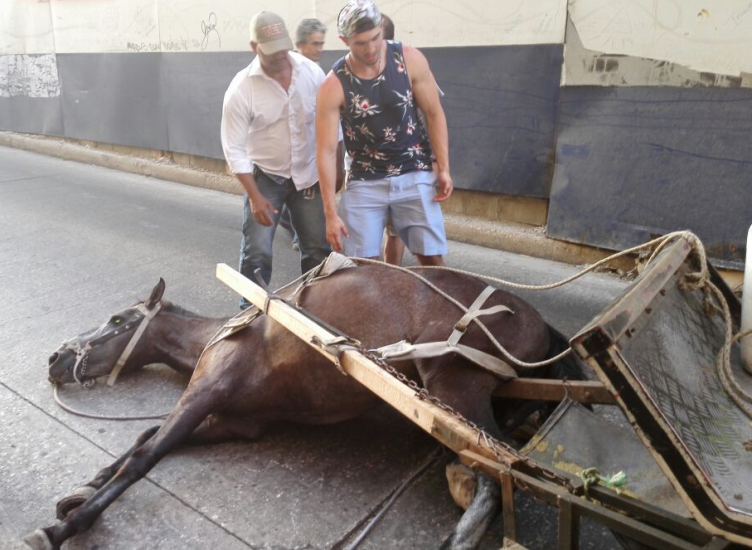 Centro Democrático buscaría perpetuar la explotación animal de caballos cocheros