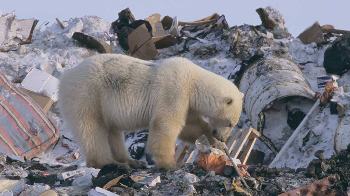 Cambio climático altera la dieta de los osos polares