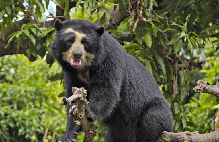 Colombia se pone los anteojos por el oso andino