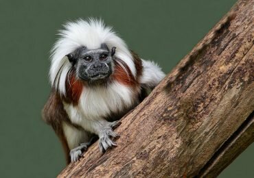Más de 2700 especies de fauna y flora en peligro por la deforestación en Colombia