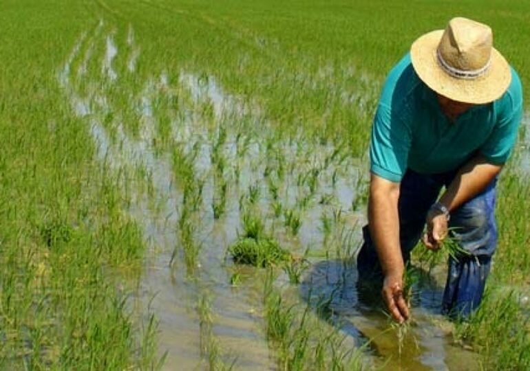 Las razones del paro de arroceros en Colombia