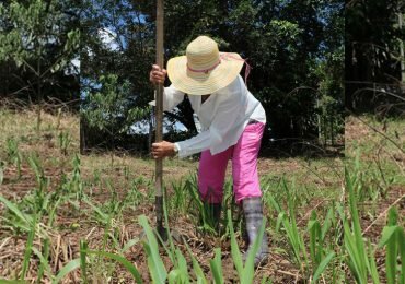 Pago por servicios ambientales: Algunos riesgos de mercantilizar todo