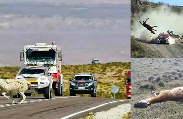 Piden detener el Rally Dakar para proteger a animales y el ambiente