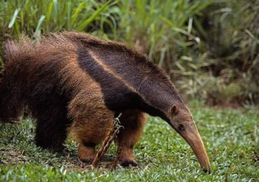 Sujetos apuñalaron a oso hormiguero en Flandes, Tolima
