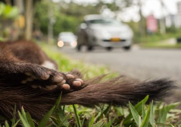Colombia carece de planes que garanticen la vida de la fauna cuando se desarrolla infraestructura: Plataforma ALTO