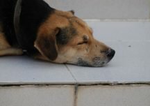 Envenenamiento de perros refleja cultura de intolerancia de colombianos: Plataforma ALTO