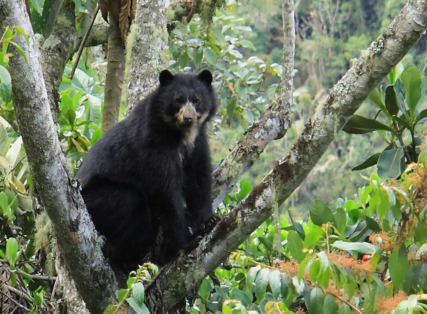 La pérdida de su territorio y la caza: Los mayores riesgos del Oso Andino