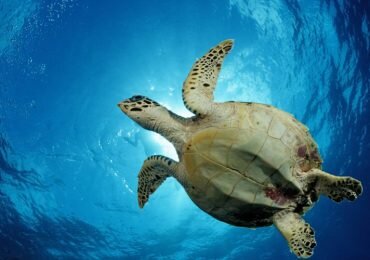 Tortugas ¿Cuál es su importancia y que hacer para protegerlas?
