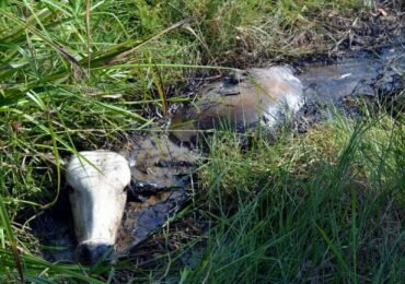 Petróleo por vida, los daños ambientales en la Ciénaga de Palagua