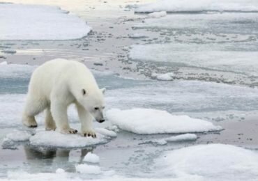 6ta era de extinción masiva de especies es causada por los humanos