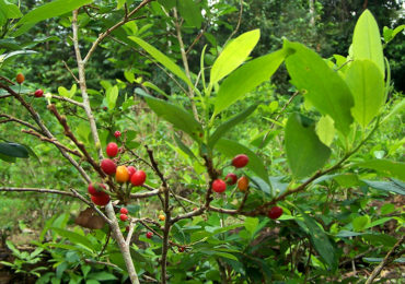 Mitigación del crimen y la violencia en las áreas de cultivo de coca