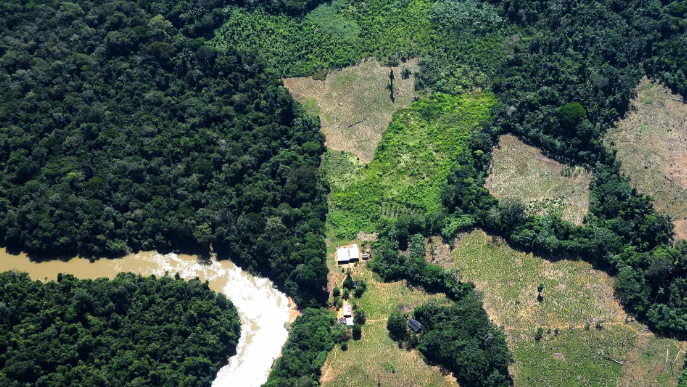 Siguen talando los derechos de la Amazonia