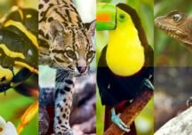 Biodiversidad en el bosque de galería de la Orinoquia