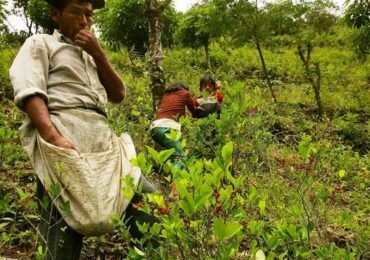 En operativos de erradicación en Putumayo deja dos campesinos muertos y tres heridos