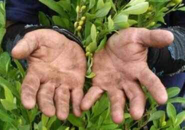 ¿Qué resultados arrojó la primera encuesta a campesinos cultivadores del PNIS?