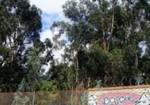 Con este concurso se busca proteger el Bosque Bavaria