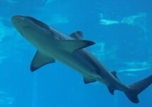 Lo que debe saber sobre la resolución que aprueba la caza de tiburones en Colombia
