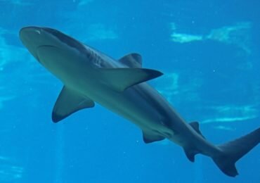 Lo que debe saber sobre la resolución que aprueba la caza de tiburones en Colombia