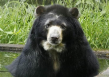 Animales en Colombia, objetos y no sujetos de derechos